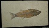 Beautiful Inch Mioplosus Fish Fossil #1170-1